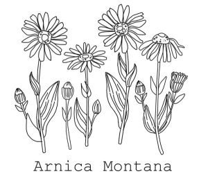 Arnica Montana homeopathie, illustratie van Arnica bloemen