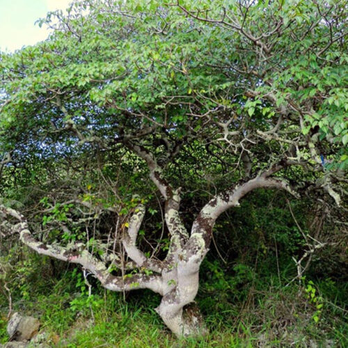 Palo Santo etherische olie van De Groene Linde in een glazen flesje van 10 ml - Boom Palo Santo