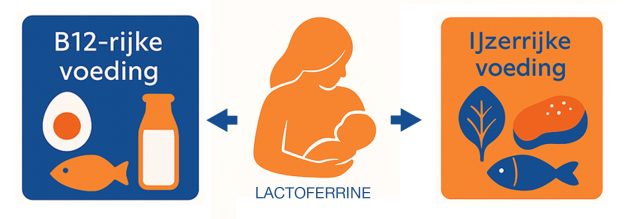 Illustratie van lactoferrine: een moeder met baby en voedingsbronnen van ijzer (spinazie, linzen, vlees) en vitamine B12 (vis, ei, melk). Minimalistisch ontwerp in oranje en blauw.