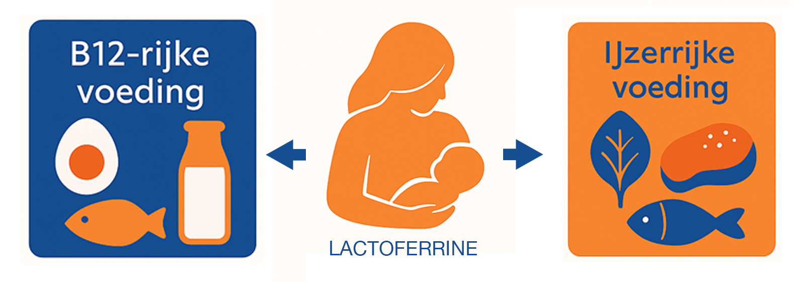 Illustratie van lactoferrine: een moeder met baby en voedingsbronnen van ijzer (spinazie, linzen, vlees) en vitamine B12 (vis, ei, melk). Minimalistisch ontwerp in oranje en blauw.