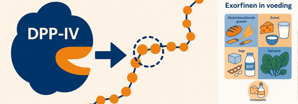 Uitlegillustratie waarin het DPP-IV-enzym een peptide knipt, gecombineerd met een overzicht van exorfinen in voeding zoals gluten, zuivel, soja, spinazie en gefermenteerde producten.
