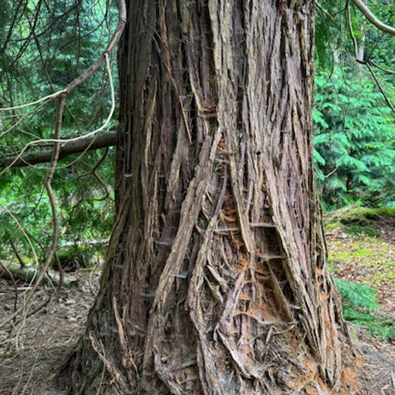 Thuja occidentalis levensboom boom gebruikt in homeopathie