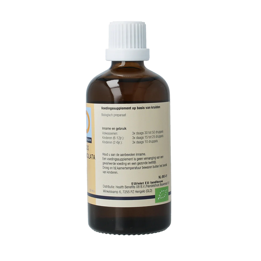 GO Quercus pedunculata bio 100 ml - zomereik gemmotherapie biologisch knopextract bio-ethanol 36% druppels volwassenen kinderen vegan