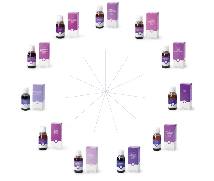Oligo Ribes Nigrum - Zwarte Bes