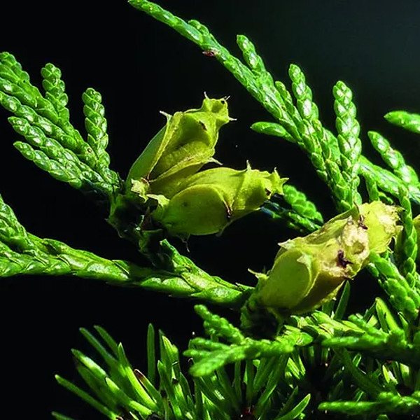 De Groene Linde, Ceder etherische olie