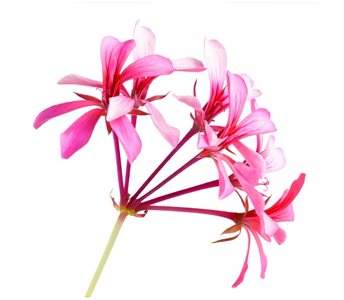 De Groene Linde Geranium