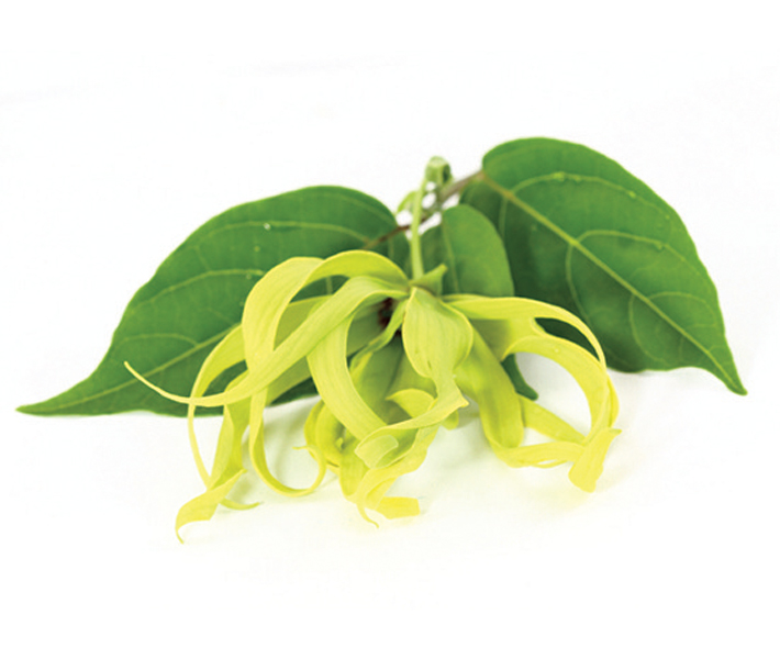 De Groene Linde Ylang Ylang