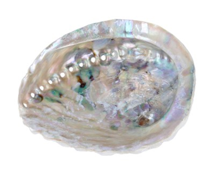 Abalone smudge schelp XL
